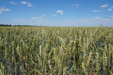Новая технология питания озимой пшеницы проходит апробацию в Ростовской области